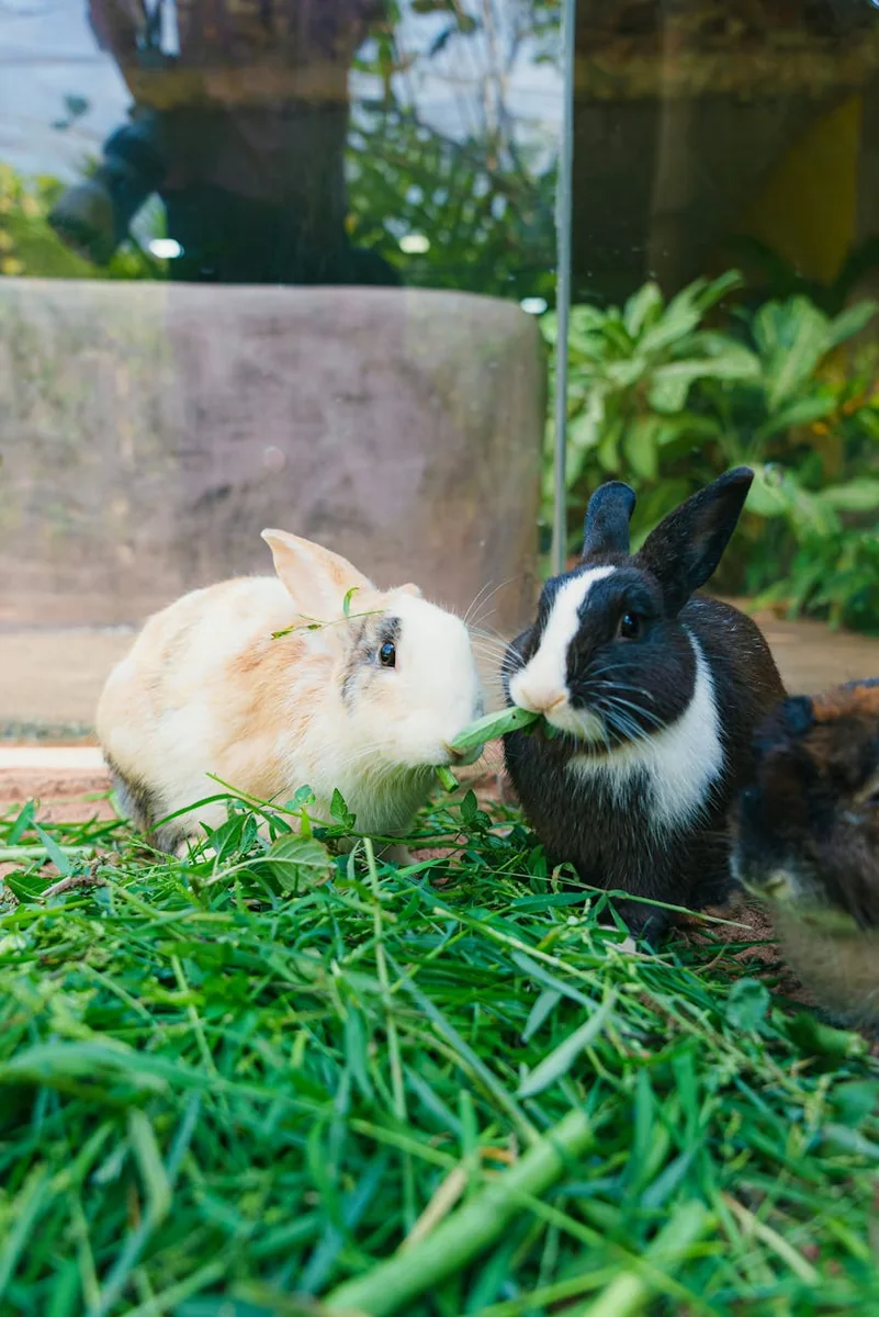 观看指引页面中入口核验时需要看清的导航位置示意